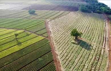 Imagem 7: Área Rural à venda - Triângulo Mineiro