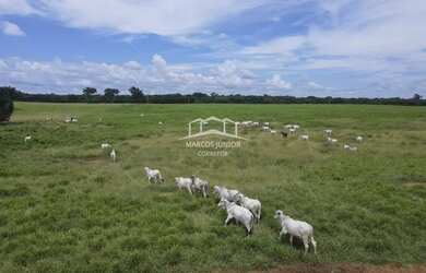 Imagem 13: EXCELENTE FAZENDA DE PLANTIO DE BANANA E PECUARIA NO NORTE DE MINAS