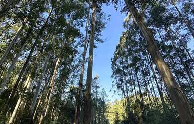 Imagem 12: Excelente Sítio à venda com 4.8 hectares em Linha Olinda. Nova Petrópolis...