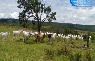 Imagem 3: Fazenda rica em água, com 25,50alqueires em Presidente Olegário - MG