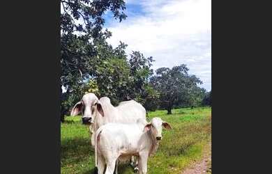 Imagem 16: Fazenda 38 Alqueires Vale do Araguaia