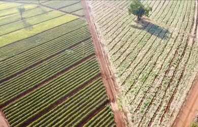 Imagem 10: Área Rural à venda - Triângulo Mineiro