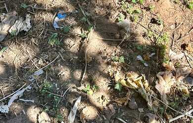 Imagem 13: LOTE MURADO. 372m² de Área