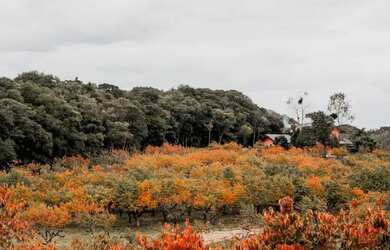 Imagem 4: Terreno - Bairro Mato Queimado
