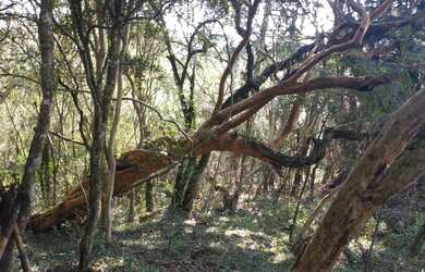 Imagem: A fazenda possui 30m² de Área e está localizado em Cambará