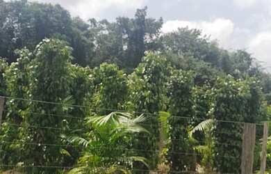 Imagem: A fazenda e está localizado em Cristo Redentor, Castanhal à