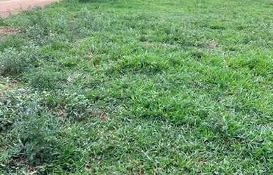 Imagem: Lote Setor Morada dos Pássaros Aparecida de Goiânia 437m2