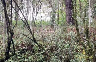 Imagem 13: Terreno à venda, 8857 m² por R$ 849.000,00 - Ferraria - Campo Largo/PR