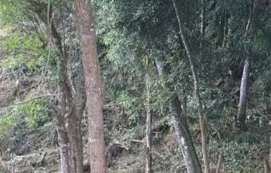 Imagem 4: Campo largo ferreira. 12m² de Área