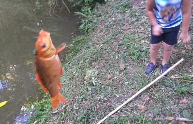 Imagem 15: Linda chácara no bairro Lagoinha em Tijucas do sul PR
