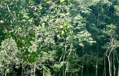 Imagem: A fazenda possui 20.000m² de Área e está localizado em Gurupi