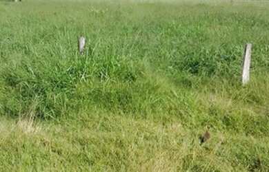 Imagem: Fazenda em Rondônia /Oportunidade