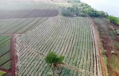 Imagem 6: Área Rural à venda - Triângulo Mineiro