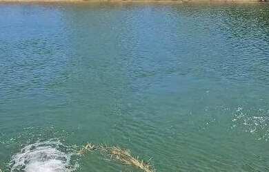 Imagem 4: Excelente fazenda dupla aptidão com 517 hectares e ótimas estruturas...