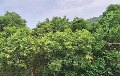 Imagem: A casa em condomínio possui 4 Dormitórios, 5 Banheiros, 2