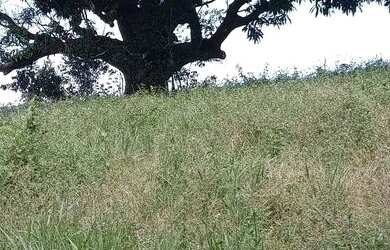 Imagem 3: Vende-se fazenda 173hectares e presidente Olegário