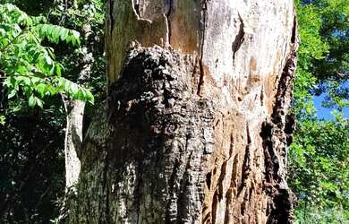 Imagem 16: VENDO SITIO NA ESTRADA DA PRODUÇÃO PROXIMO A SAMAMBAIA COM LINDAS BELEZAS...