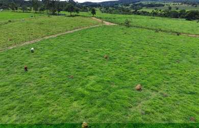 Imagem: A fazenda está localizado em Santa Terezinha de Goiás, GO