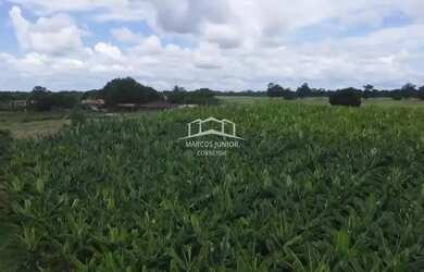 Imagem 8: EXCELENTE FAZENDA DE PLANTIO DE BANANA E PECUARIA NO NORTE DE MINAS