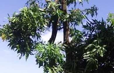 Imagem: A casa à venda possui 3 Dormitórios, 1 Banheiro e 200m² de