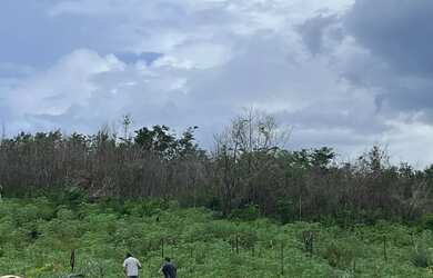 Imagem 1: Vendo 1300ha em Icatu, MA