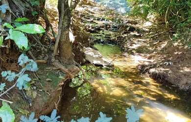Imagem 10: VENDO SITIO NA ESTRADA DA PRODUÇÃO PROXIMO A SAMAMBAIA COM LINDAS BELEZAS...