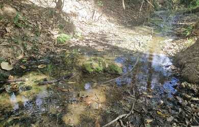 Imagem 10: Fazenda 81 uma hectares e meia valor 420.000