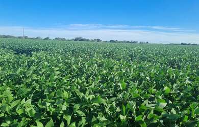 Imagem 5: Sitio 18 ectares valor 800.000