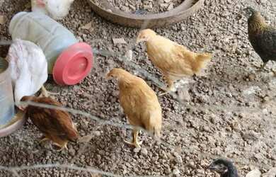 Imagem: A chácara possui 503m² de Área e está localizado em Centro