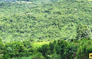 Imagem 2: Sítio / Chácara para Venda em Nova Petrópolis, Pinhal Alto