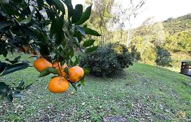Imagem 9: Excelente Sítio à venda com 4.8 hectares em Linha Olinda. Nova Petrópolis...