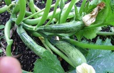 Imagem 13: Casa com 6 dormitórios, 461 m² - venda por R$ 2.200.000,00 ou aluguel...