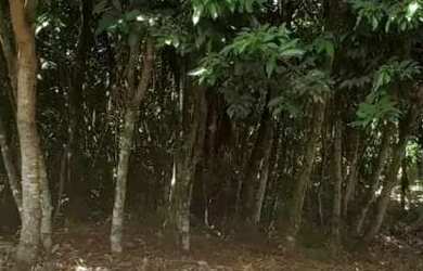 Imagem: A fazenda possui 3.000m² de Área e está localizado em Esmeraldas