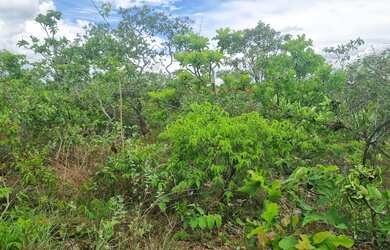 Imagem 5: Fazenda 2.750 hectares valor 8.250.000