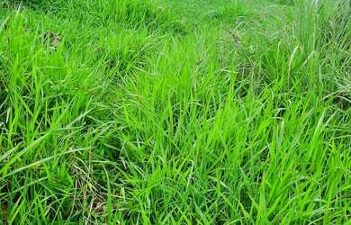 Imagem 4: Sitio 22 hectares valor 195.000