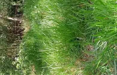 Imagem: O terreno possui 400m² de Área e está localizado em Santa