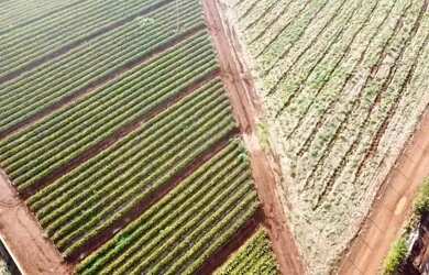 Imagem 8: Área Rural à venda - Triângulo Mineiro