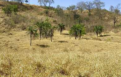 Imagem: A fazenda está localizado em Centro, Trindade à venda por