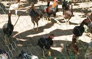 Imagem 3: Linda chacara com ribeirao casa pitoresca apenas 123 mil.reais