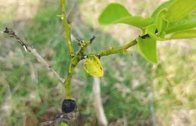 Imagem: A chácara possui 600m² de Área e está localizado em Altos