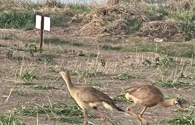 Imagem 4: VENDE-SE LOTE CORUMBÁ 3