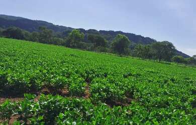Imagem 6: Oportunidade Vende-se uma excelente fazenda de 68.8 hectares