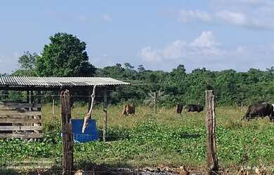 Imagem: A fazenda possui 250000-0m² de Área e está localizado em