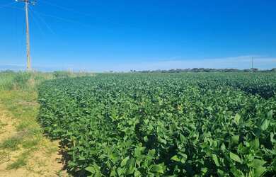 Imagem 6: Sitio 18 ectares valor 800.000