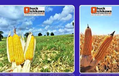 Imagem 7: ARRENDAMENTO. 