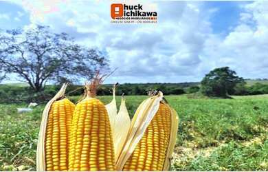 Imagem 2: ARRENDAMENTO. 