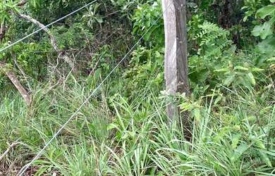 Imagem 7: Arrendo Fazenda de 18 alqueires próxima ao asfalto