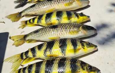 Imagem: O terreno possui 20.000m² de Área e está localizado em Setor