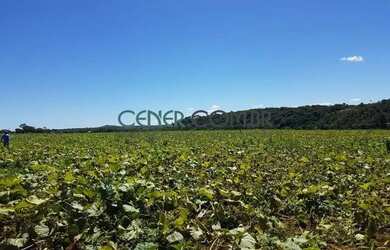 Imagem 1: 2072 Maravilhosa E Produtiva Fazenda De 57 Ha Na Região De Sete Lagoas...