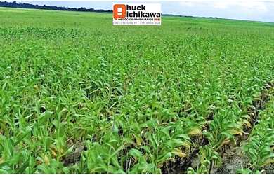 Imagem 5: ARRENDAMENTO. 